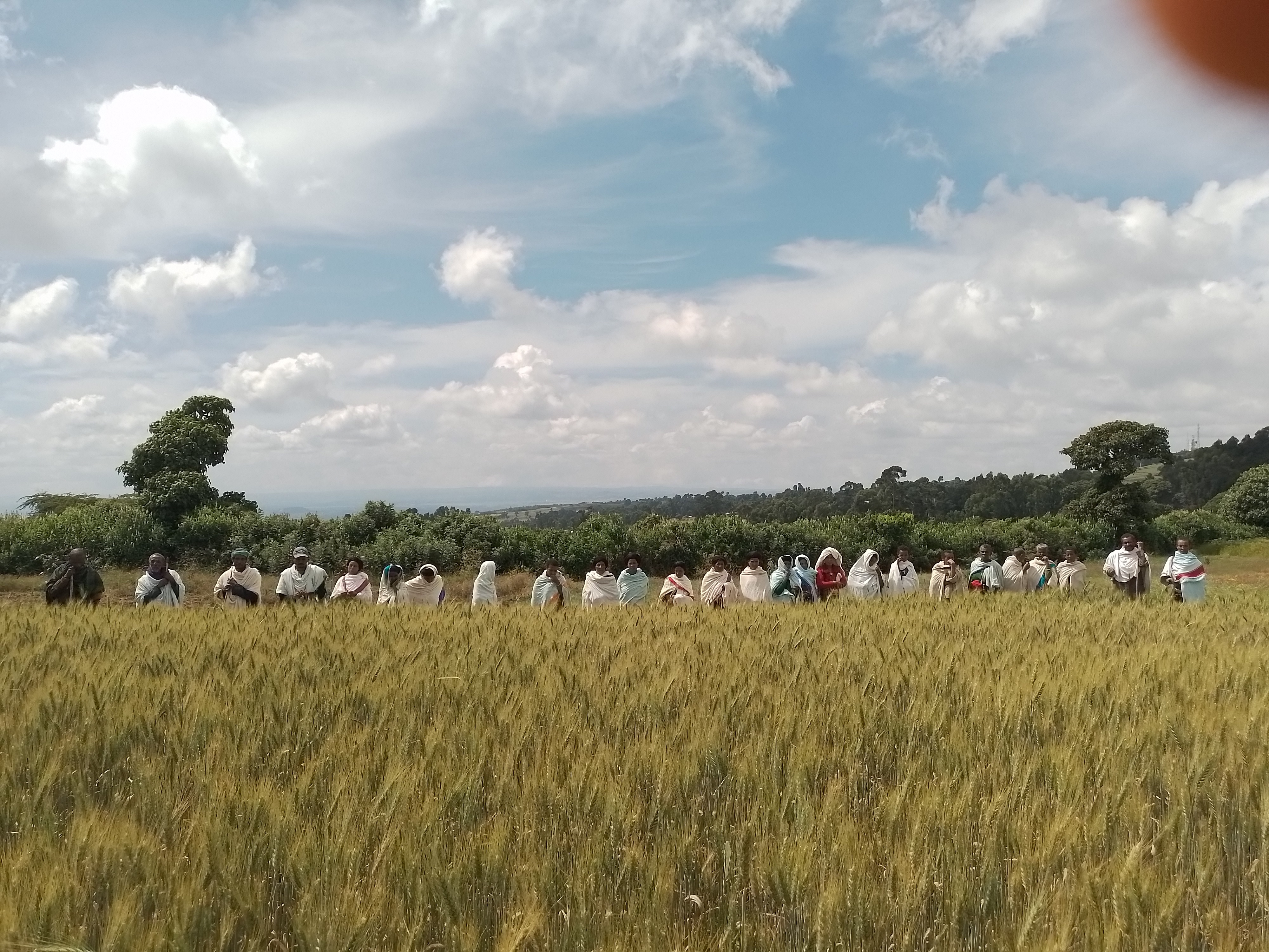 Integrated Soil fertility Management (ISFM) practiced in Burie zurea and Bibugn woreda SCASI implementation area